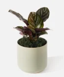 The Elysium (Faux Flower)