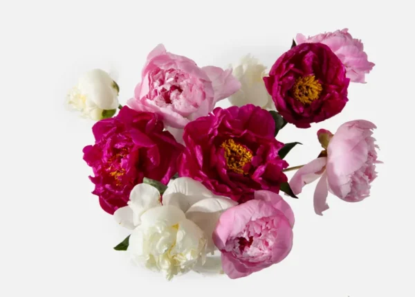 Peony (Faux Flower) - Image 2