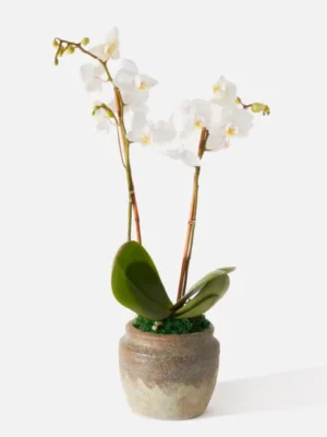 The Chantilly (Faux Flower)