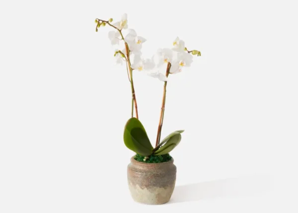 The Chantilly (Faux Flower)