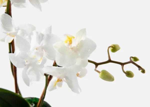 The Chantilly (Faux Flower)