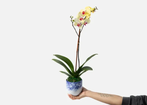 The Citrus (Faux Flower)