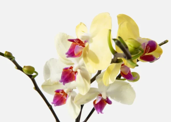 The Citrus (Faux Flower)