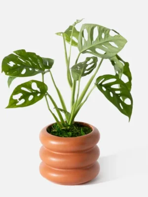 The Demeter (Faux Flower)