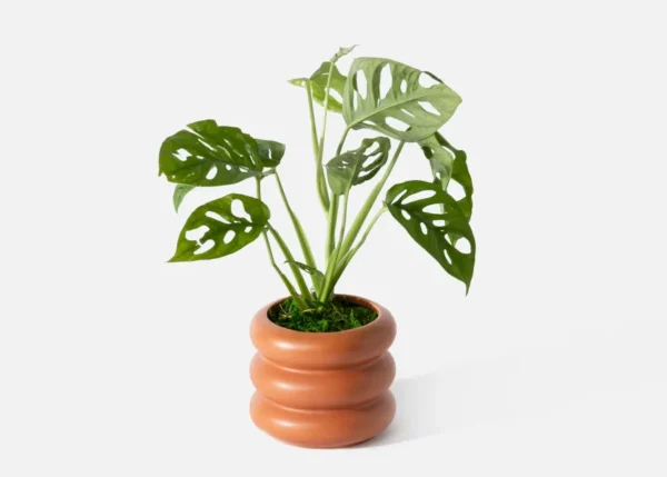 The Demeter (Faux Flower)