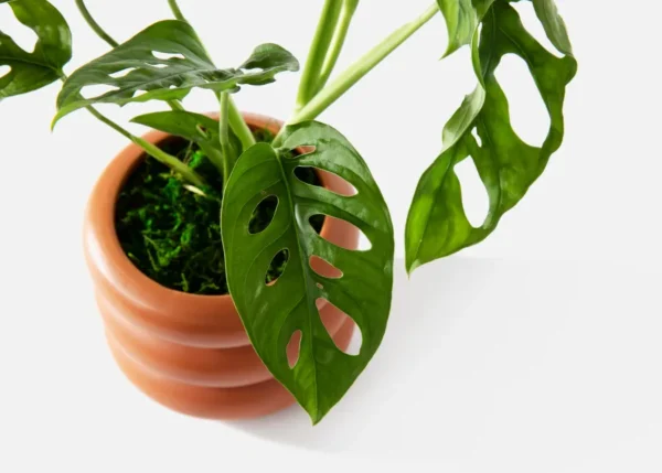 The Demeter (Faux Flower)