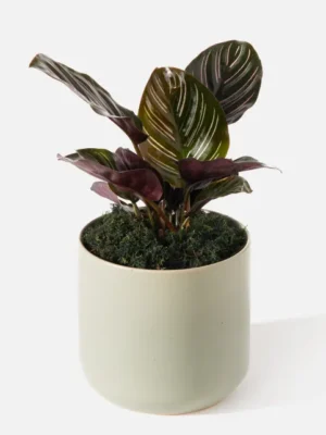 Elysium_carousel.webp The Elysium (Faux Flower)