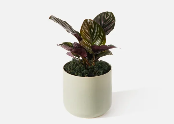 The Elysium (Faux Flower)