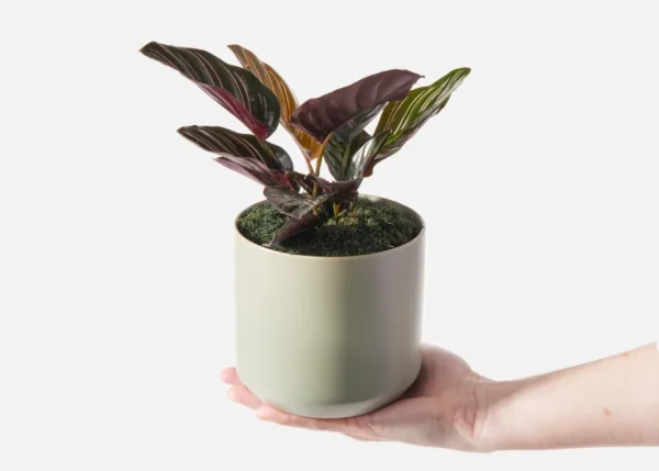 The Elysium (Faux Flower)