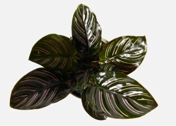 The Elysium (Faux Flower)