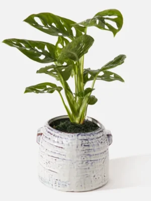 Keegan_carousel.webp The Keegan (Faux Flower)