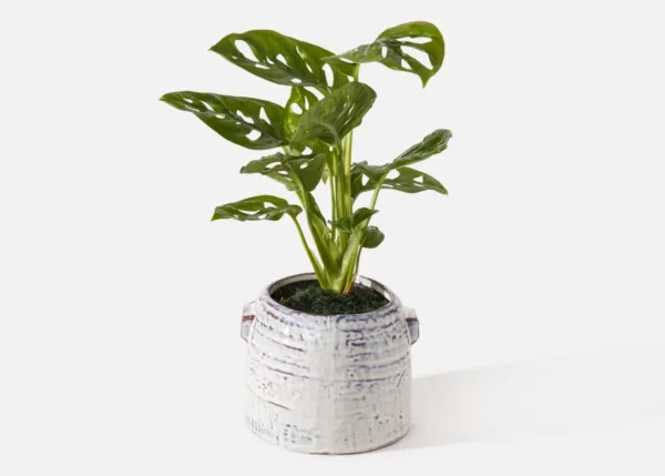 The Keegan (Faux Flower)