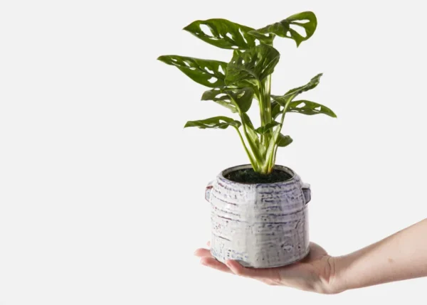 The Keegan (Faux Flower)