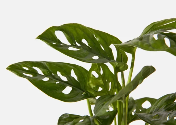 The Keegan (Faux Flower)