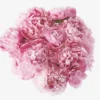 The Peony (Faux Flower)