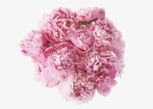 The Peony (Faux Flower)