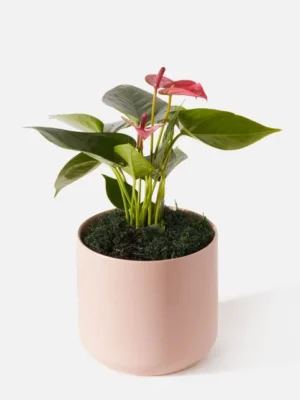 The Seraphina (Faux Flower)