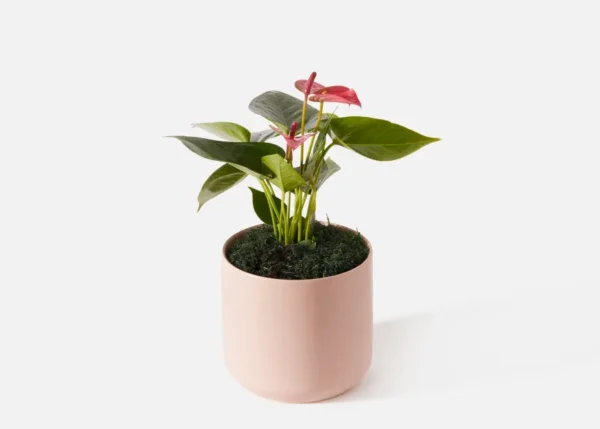 The Seraphina (Faux Flower)