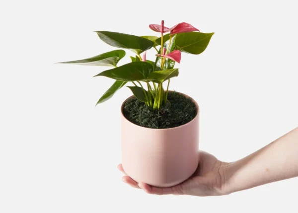 The Seraphina (Faux Flower)