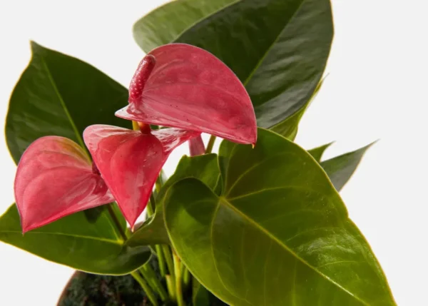 The Seraphina (Faux Flower)