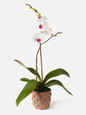 The Tawny (Faux Flower)