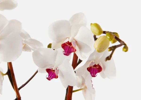 The Tawny (Faux Flower)