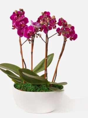 The Vivienne (Faux Flower)