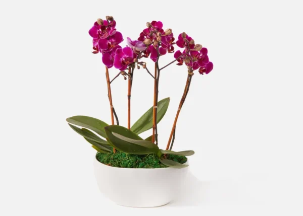 The Vivienne (Faux Flower)