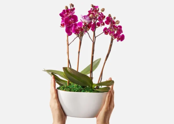 The Vivienne (Faux Flower)