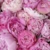 vbcjhvcbvhjbf-860x860-1.jpg Peony Love (Faux Flower)